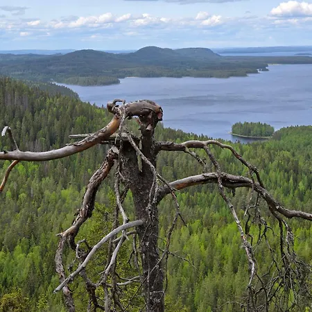 Vernetti 1 Koli Kolinkylä