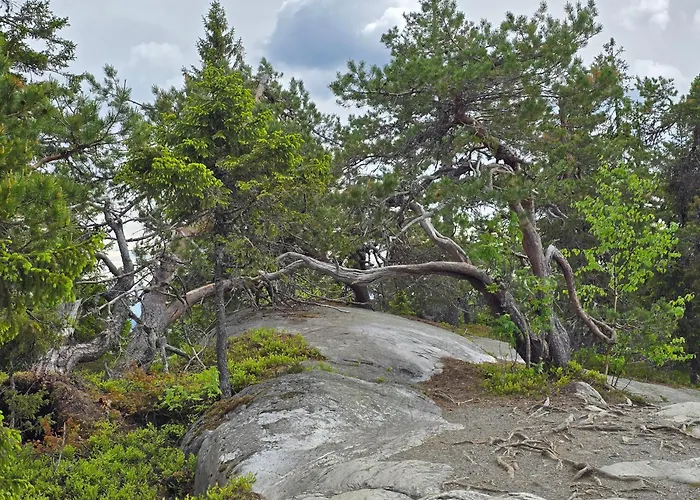 Vernetti 1 Koli Chalet Kolinkylä