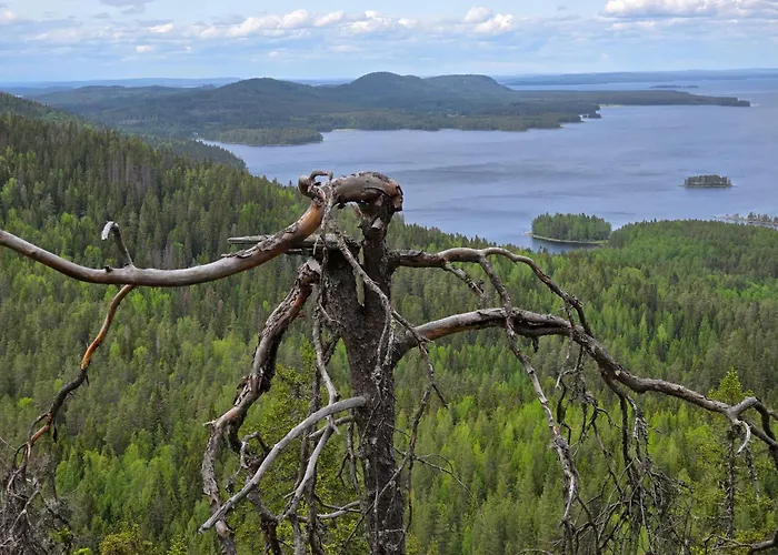 Vernetti 1 Koli Kolinkylä